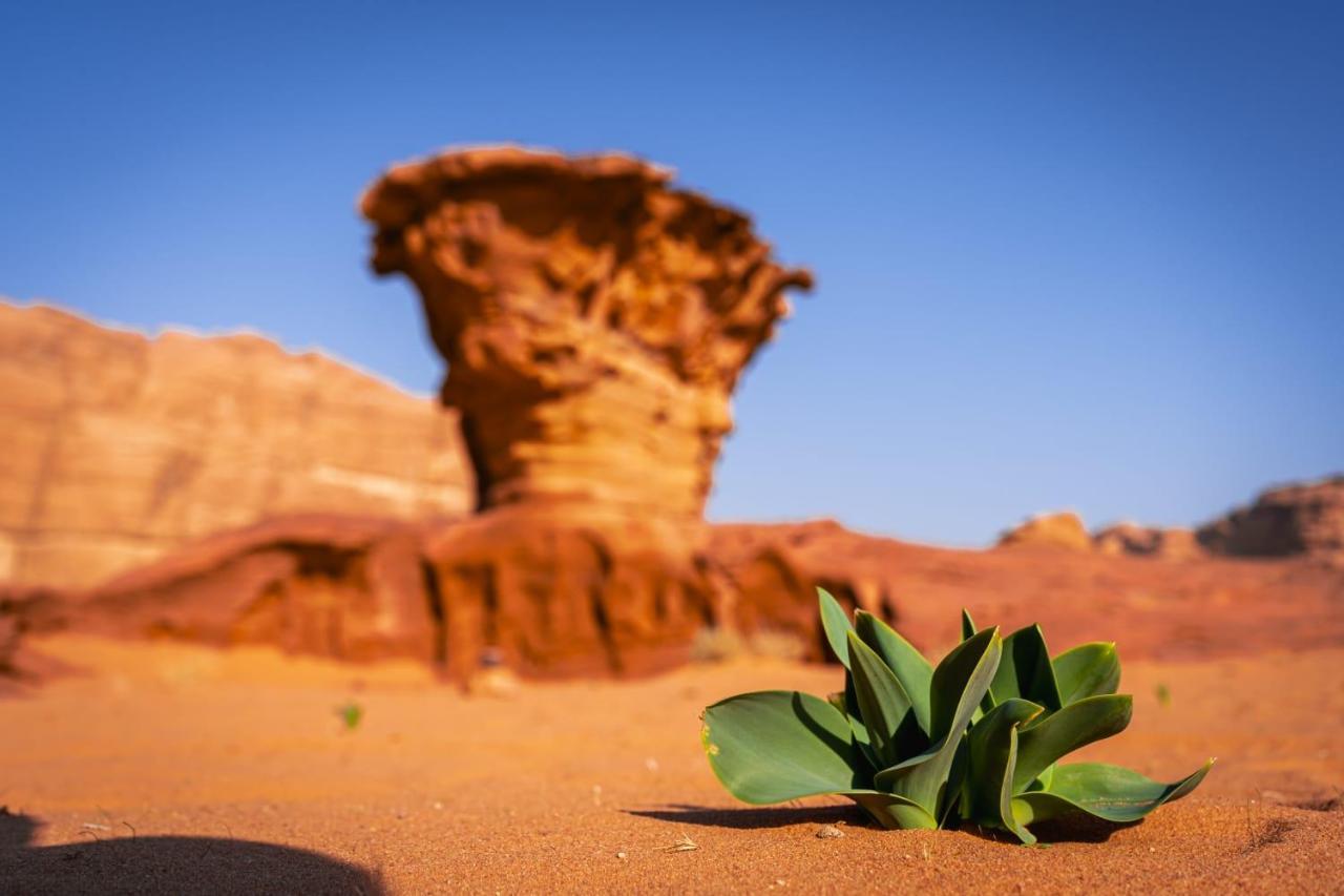 Wadi Rum Secrets Camp Apartment Exterior photo